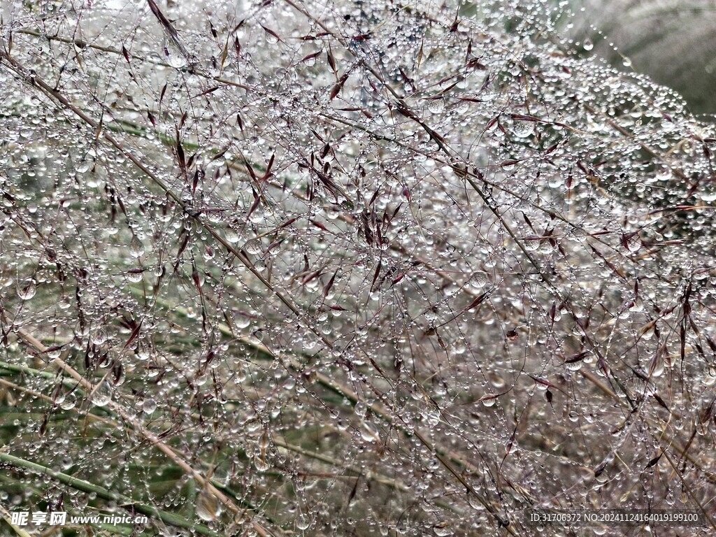 雨后的粉黛乱子草