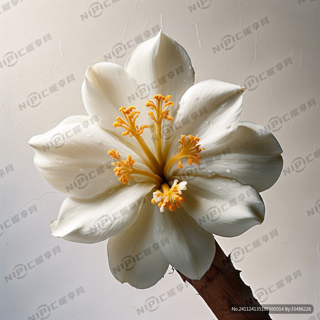 椰子花 白色花瓣 黄色花心