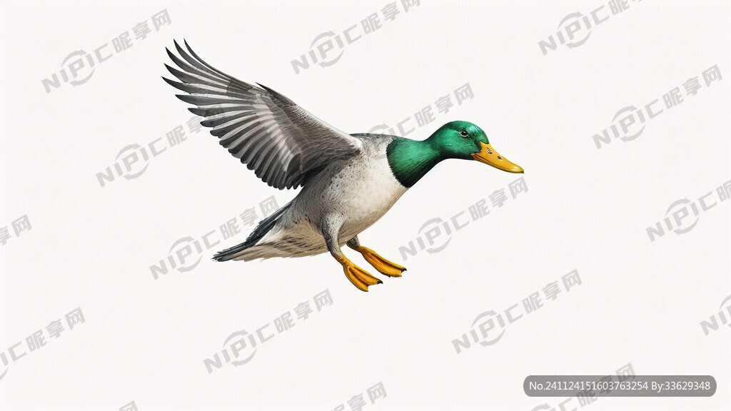 野鸭 侧面 飞翔 明亮