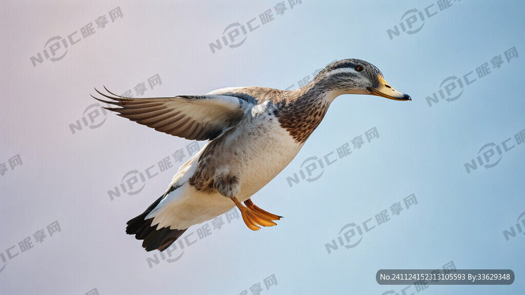 野鸭 侧面 飞 明亮