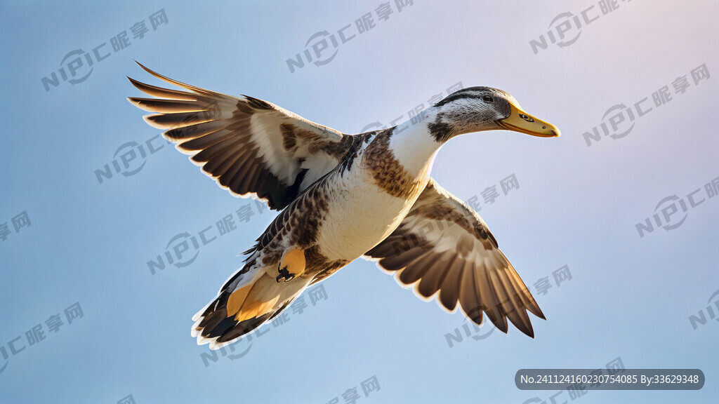 野鸭 侧面 飞 明亮