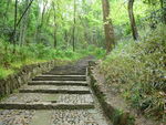 雨中山林