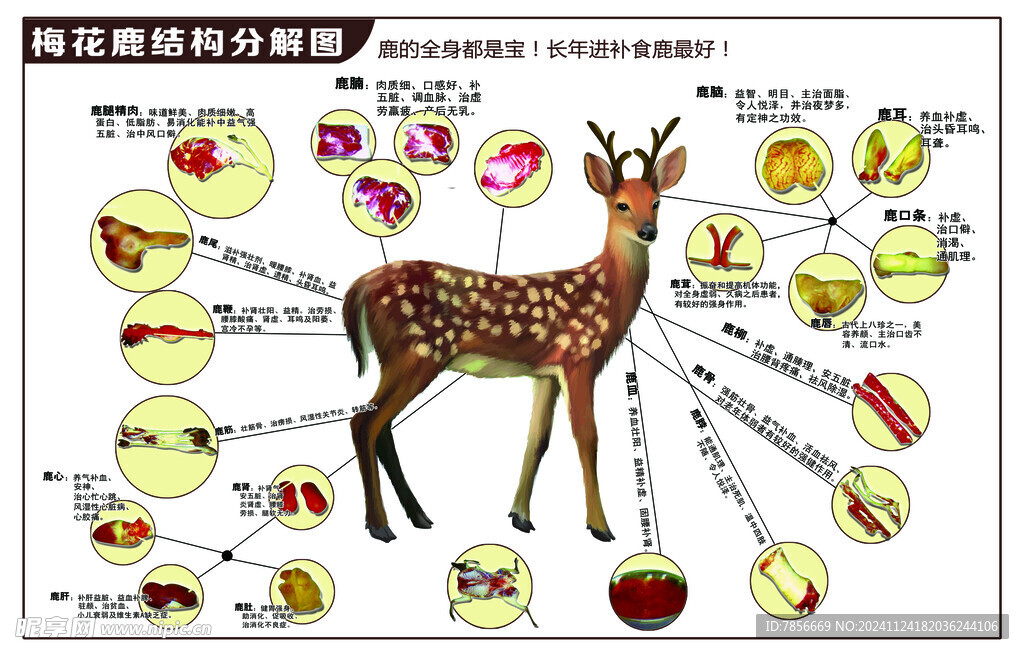 梅花鹿结构