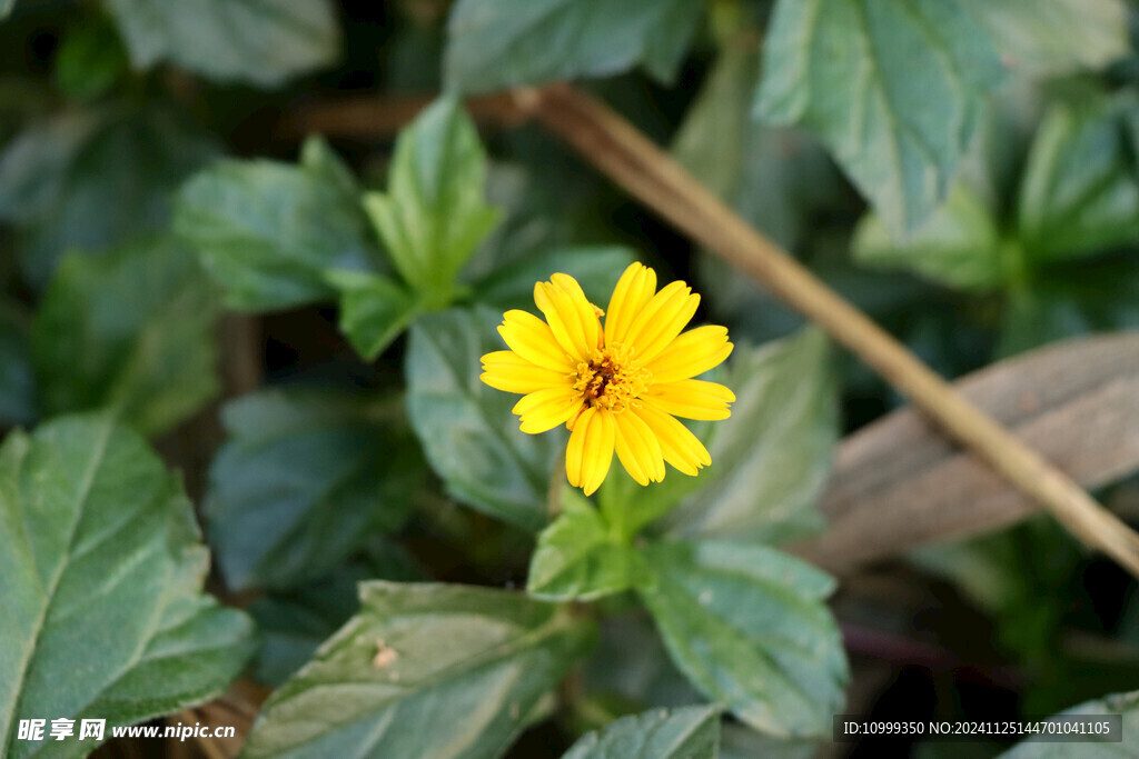 黄色野菊花