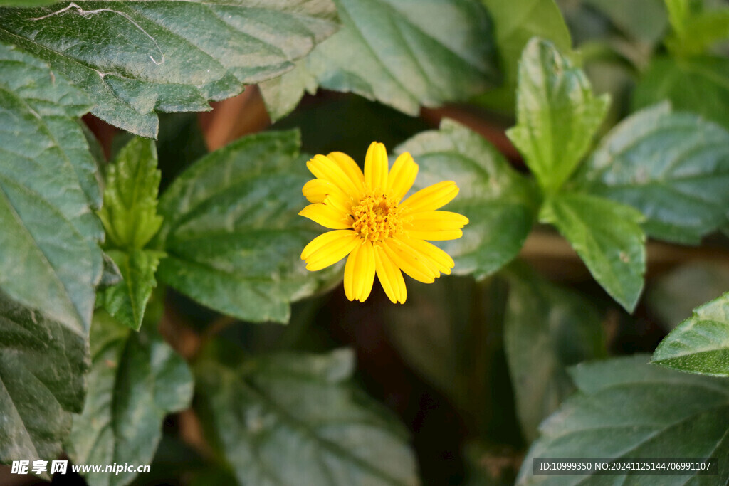 黄色野菊花