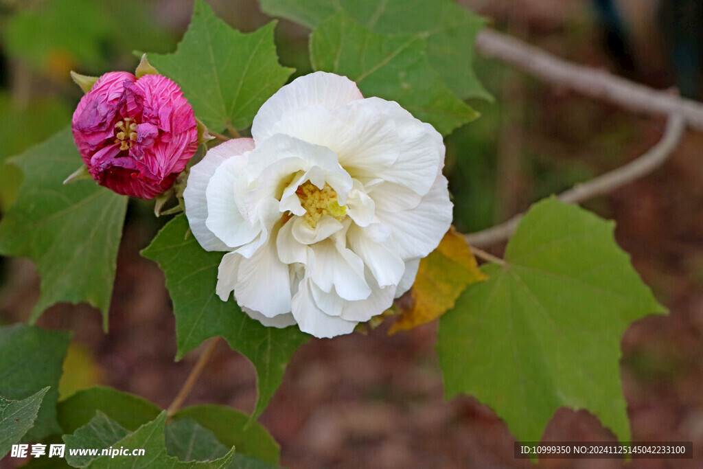 白色木芙蓉花