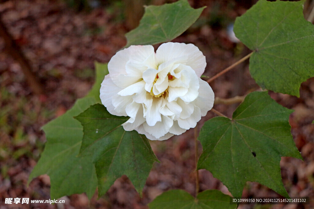 白色木芙蓉花