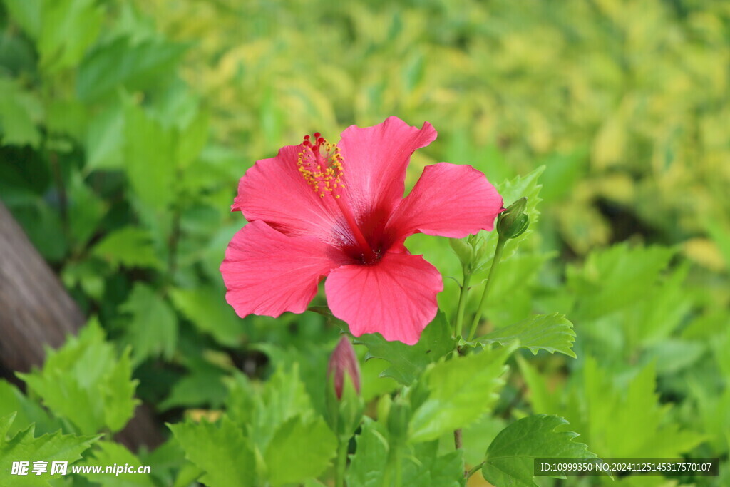 扶桑花