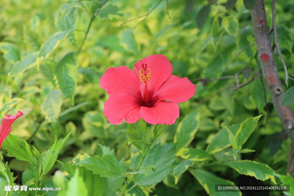 扶桑花