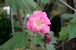 木芙蓉