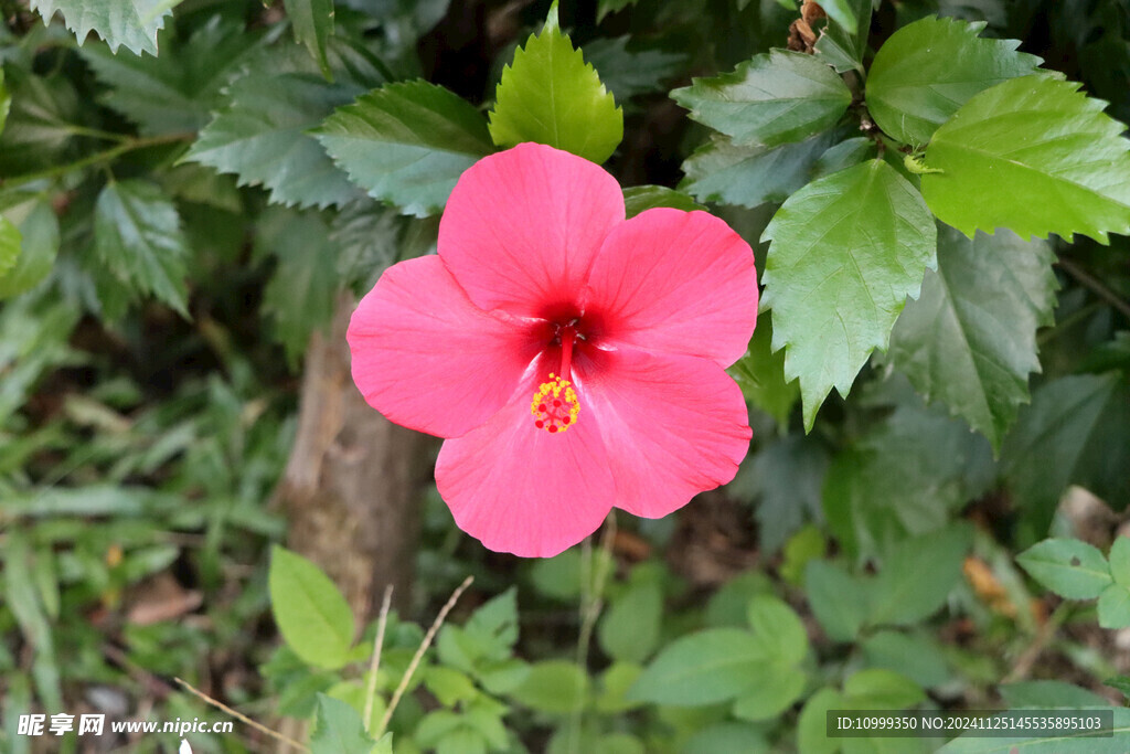 扶桑花