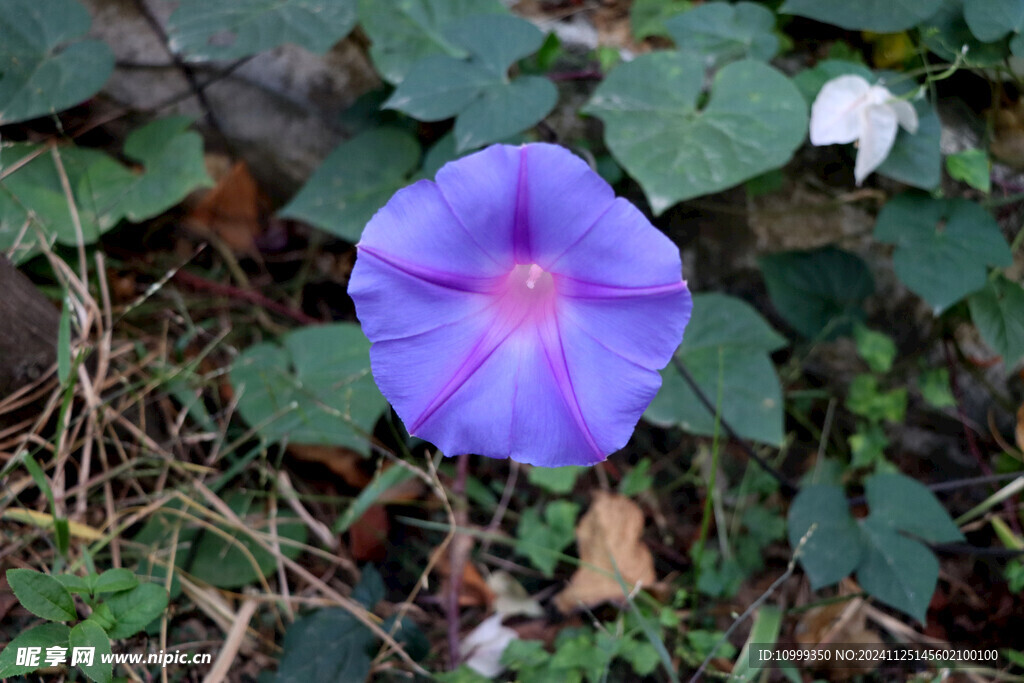 牵牛花