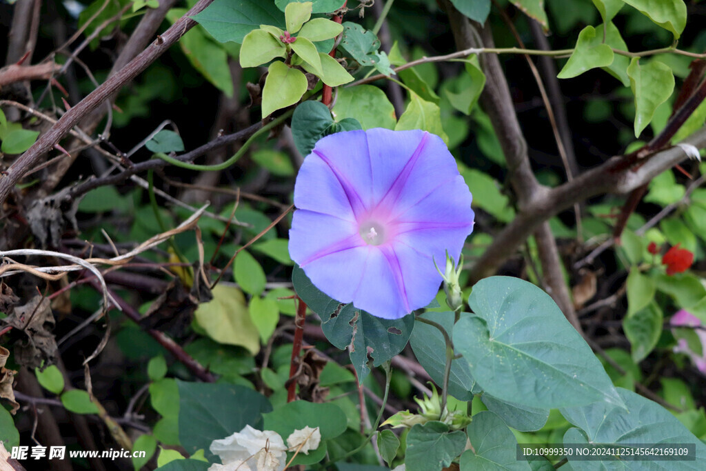 牵牛花