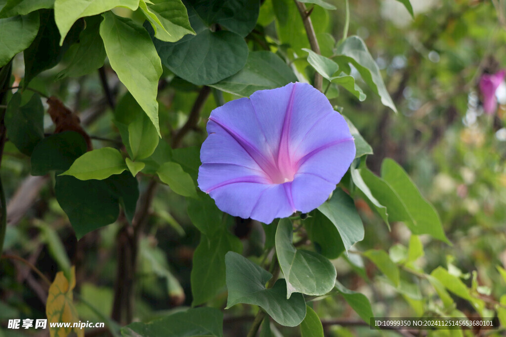 牵牛花