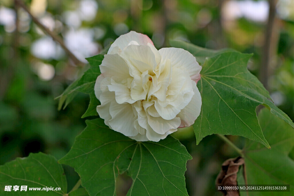 白色木芙蓉花