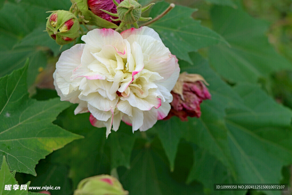 白色木芙蓉花