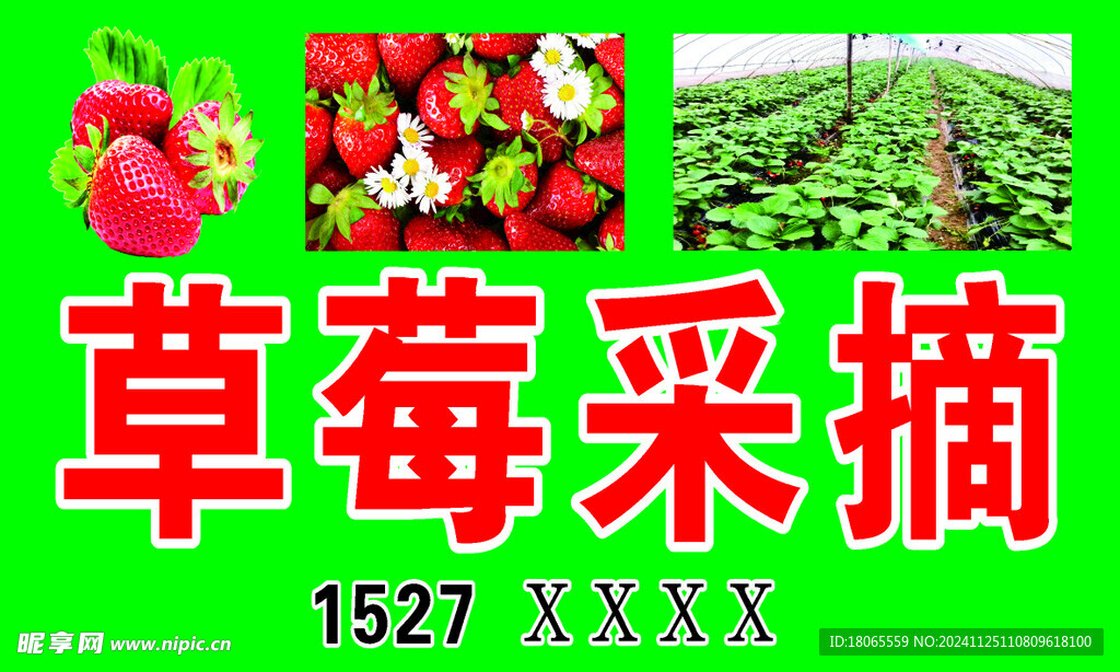 草莓采摘
