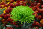 菊花  