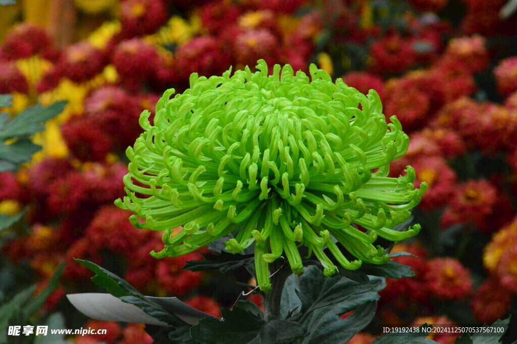 菊花  