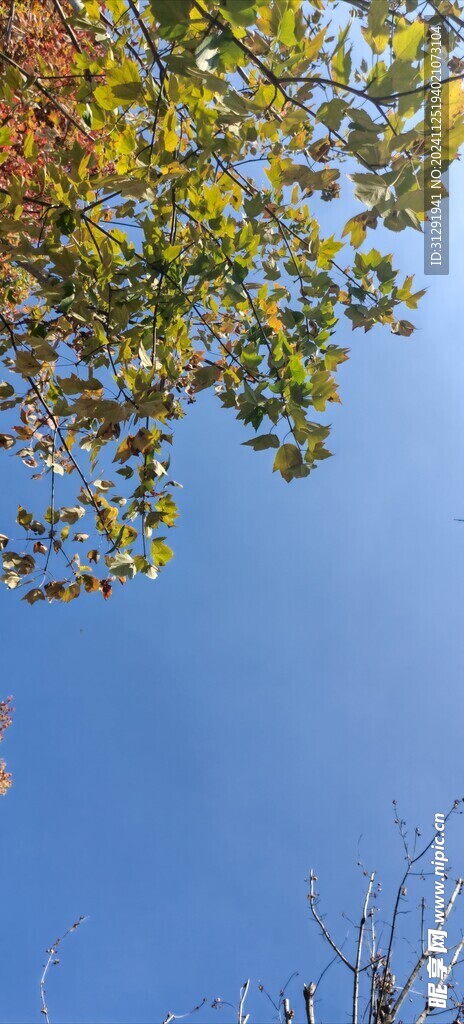 枫叶