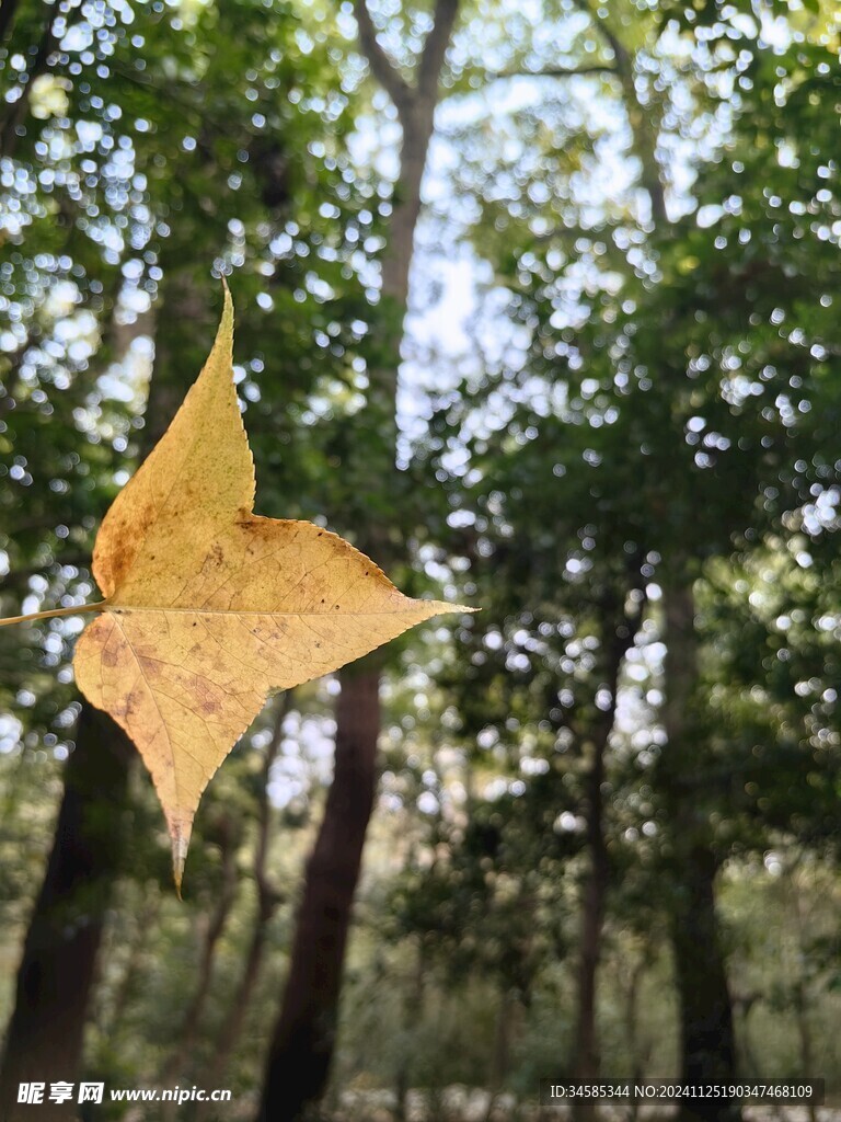 树叶