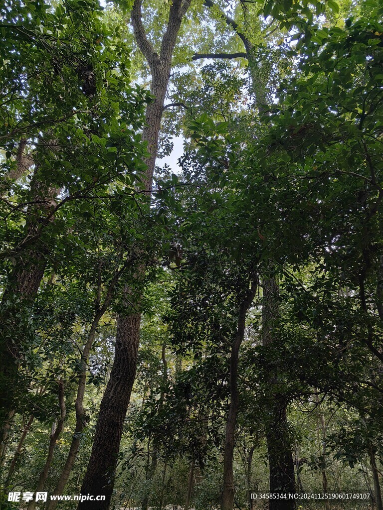 树林