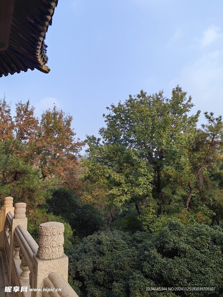 树林