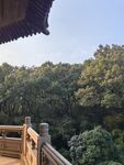 树林