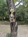 树干