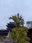 毗卢寺 