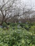 小蓝花