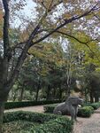 树林