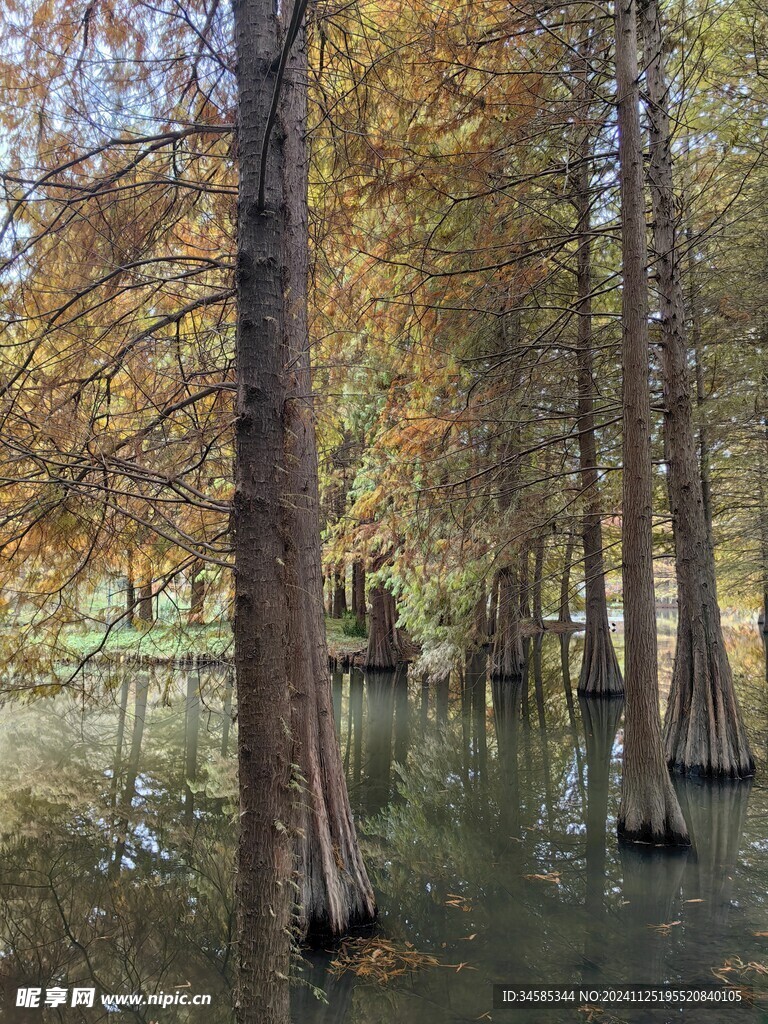 池杉林