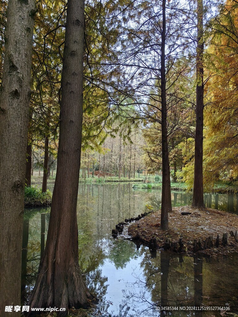 池杉