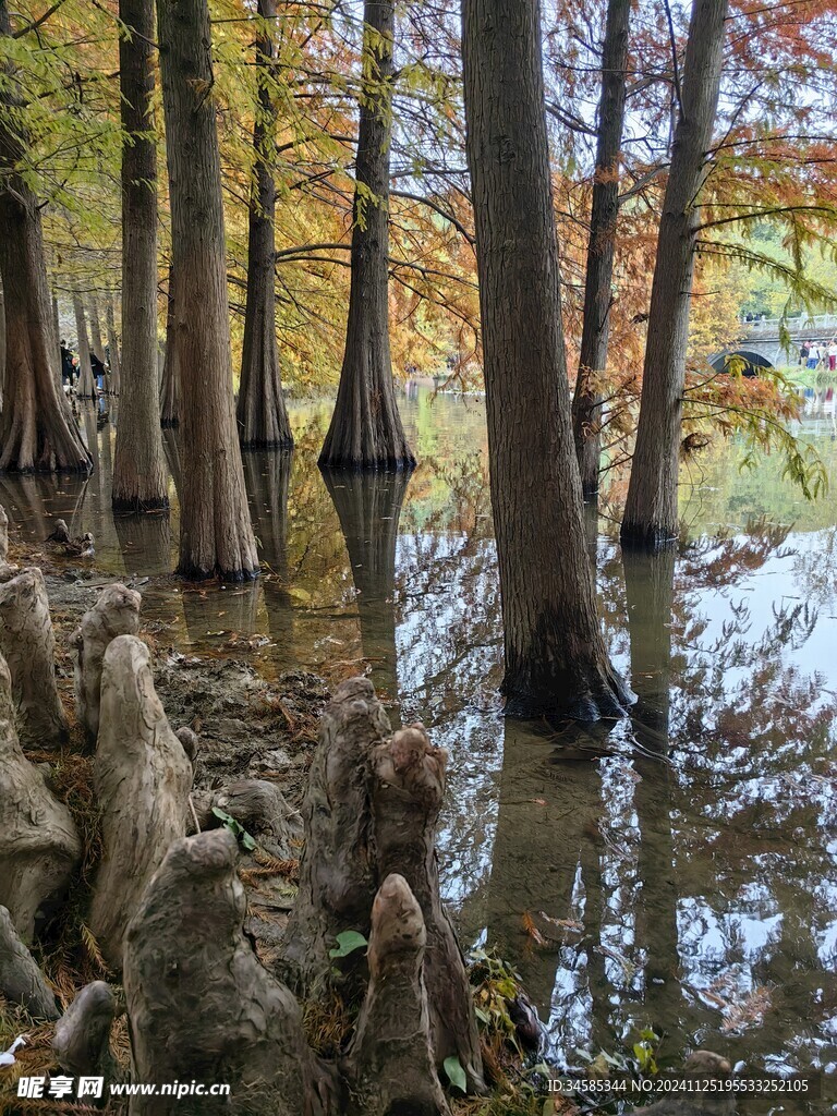 池杉林