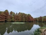燕雀湖