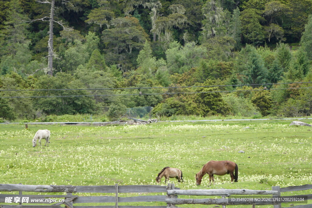 高原牧场