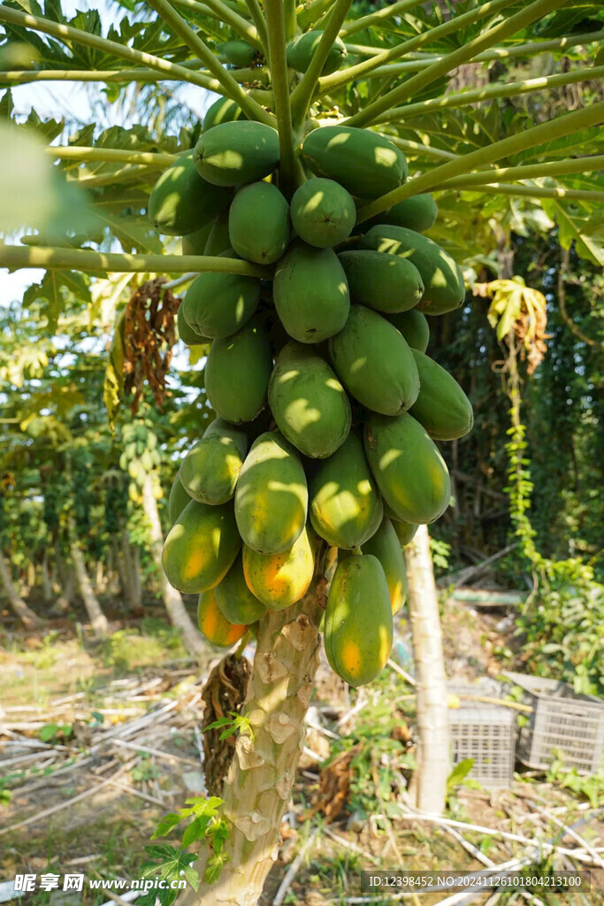 木瓜