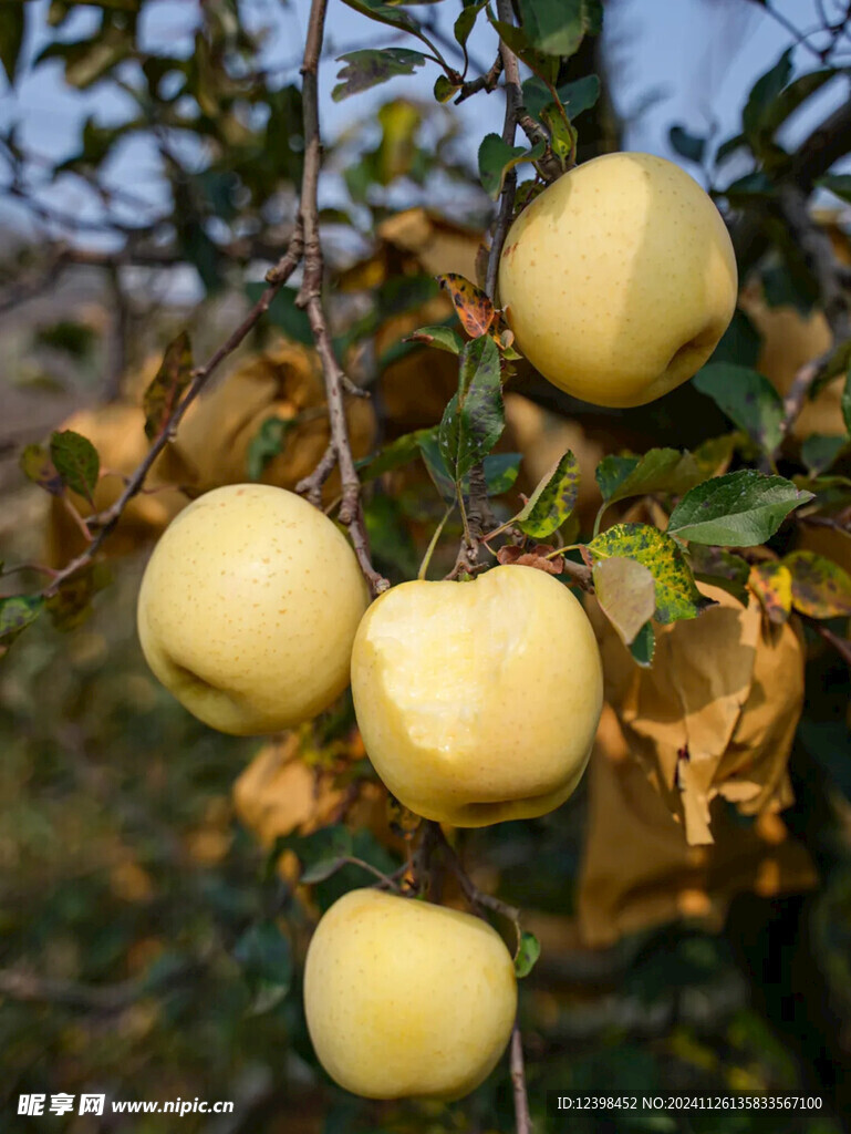 苹果