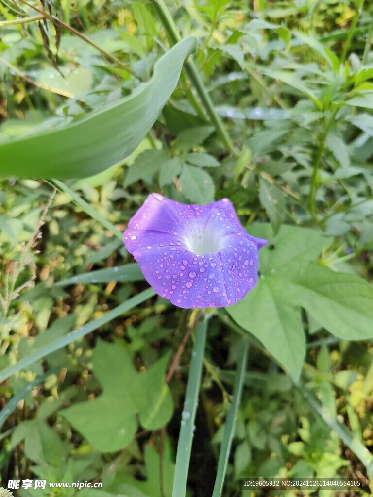 牵牛花