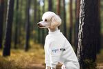 宠物狗衣服样机