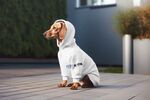 宠物狗衣服样机