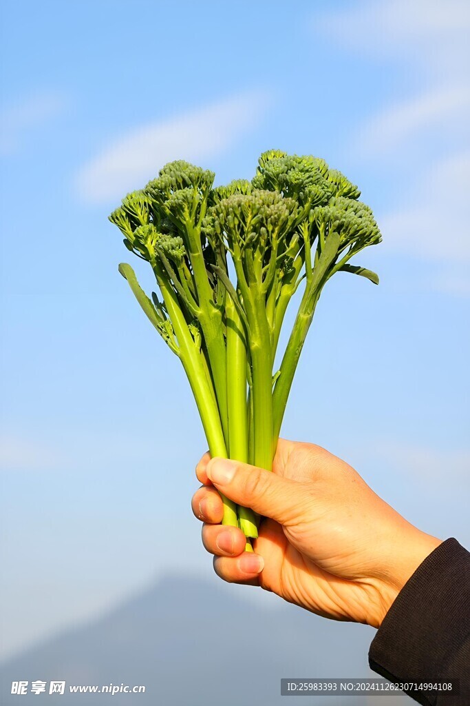 芦笋西兰苔