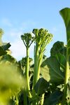 西兰苔栽培