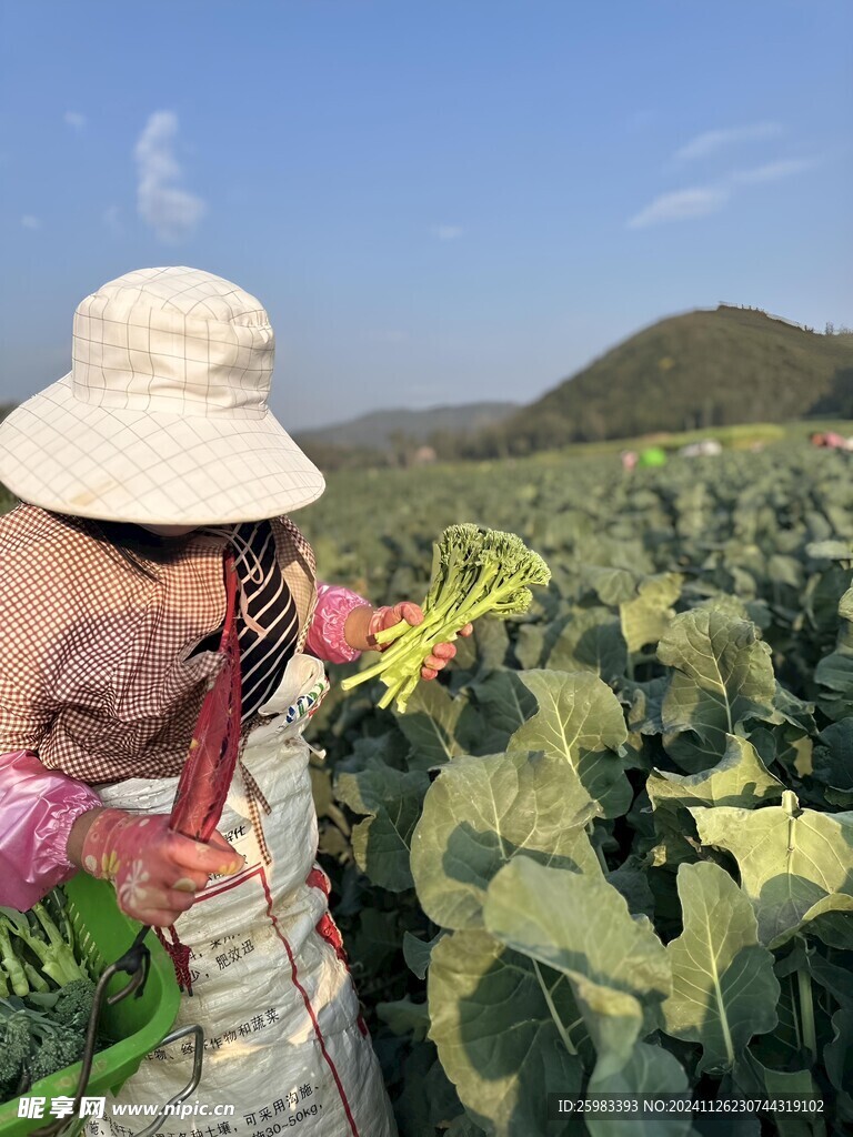 西兰苔栽培