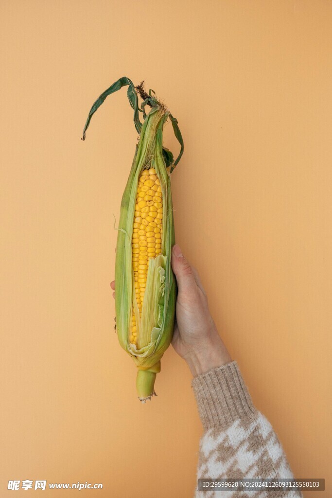 玉米  