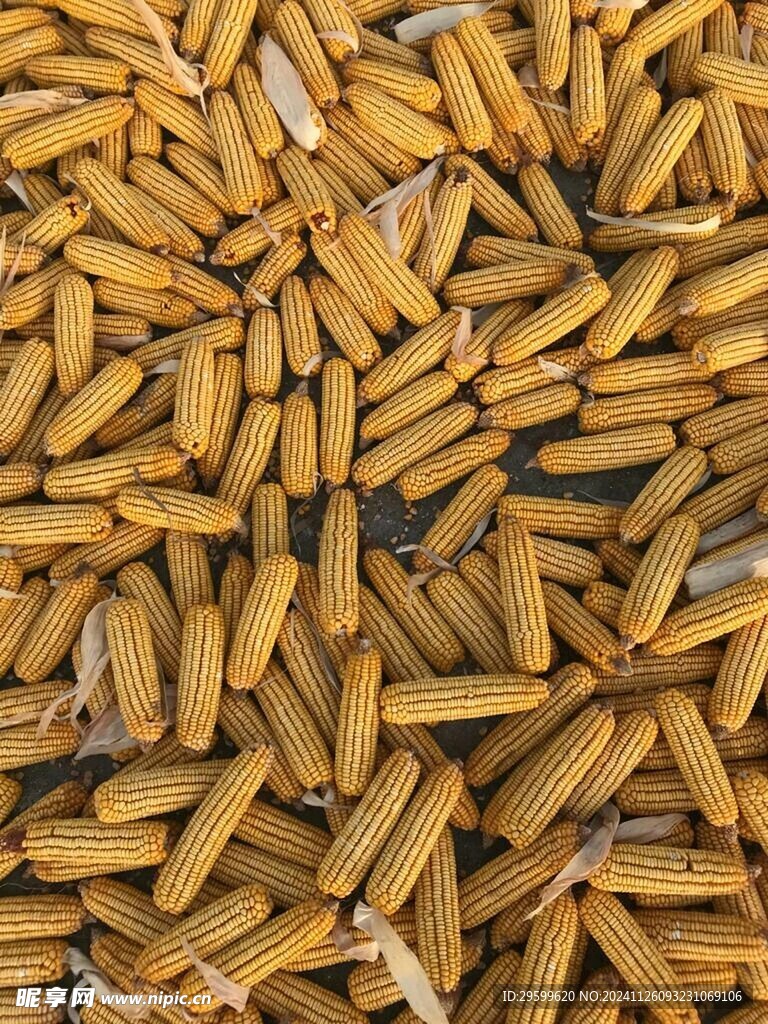 玉米  