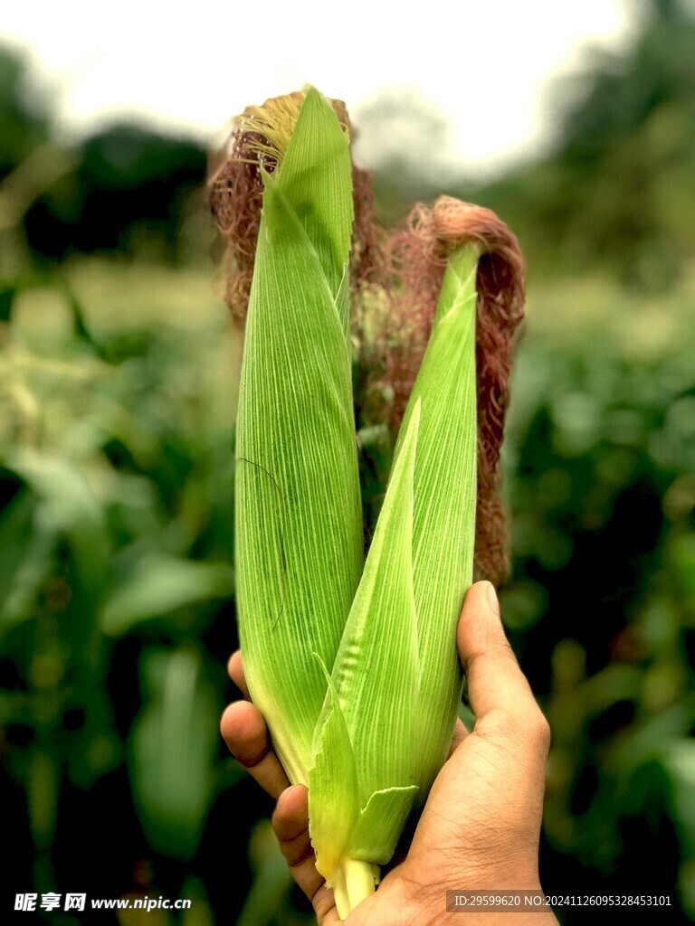 玉米  