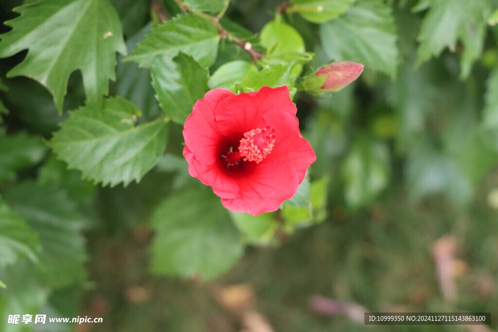 扶桑花