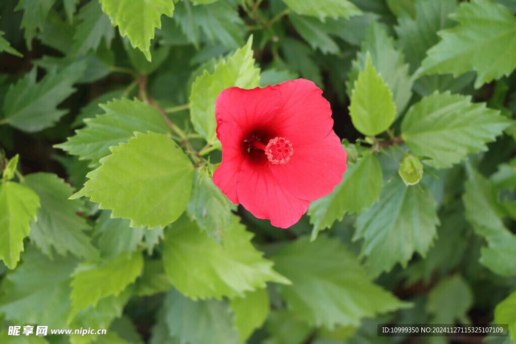 扶桑花